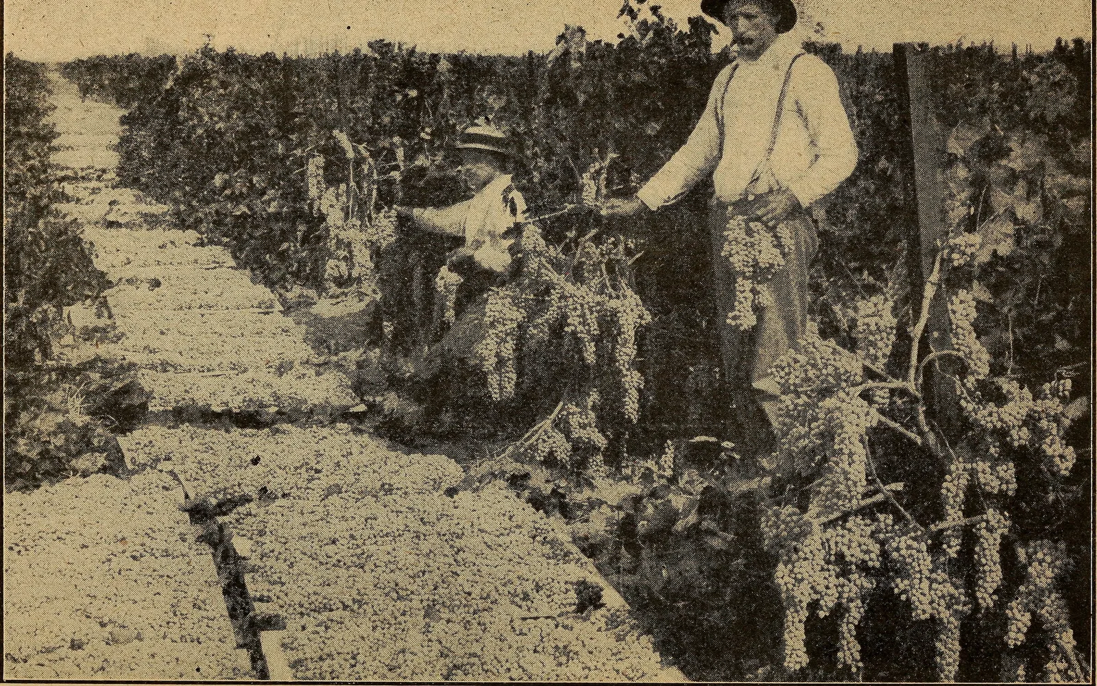 Historical photograph of Fresno County agricultural operations from 1904